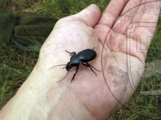 Карабус-венгерский_1